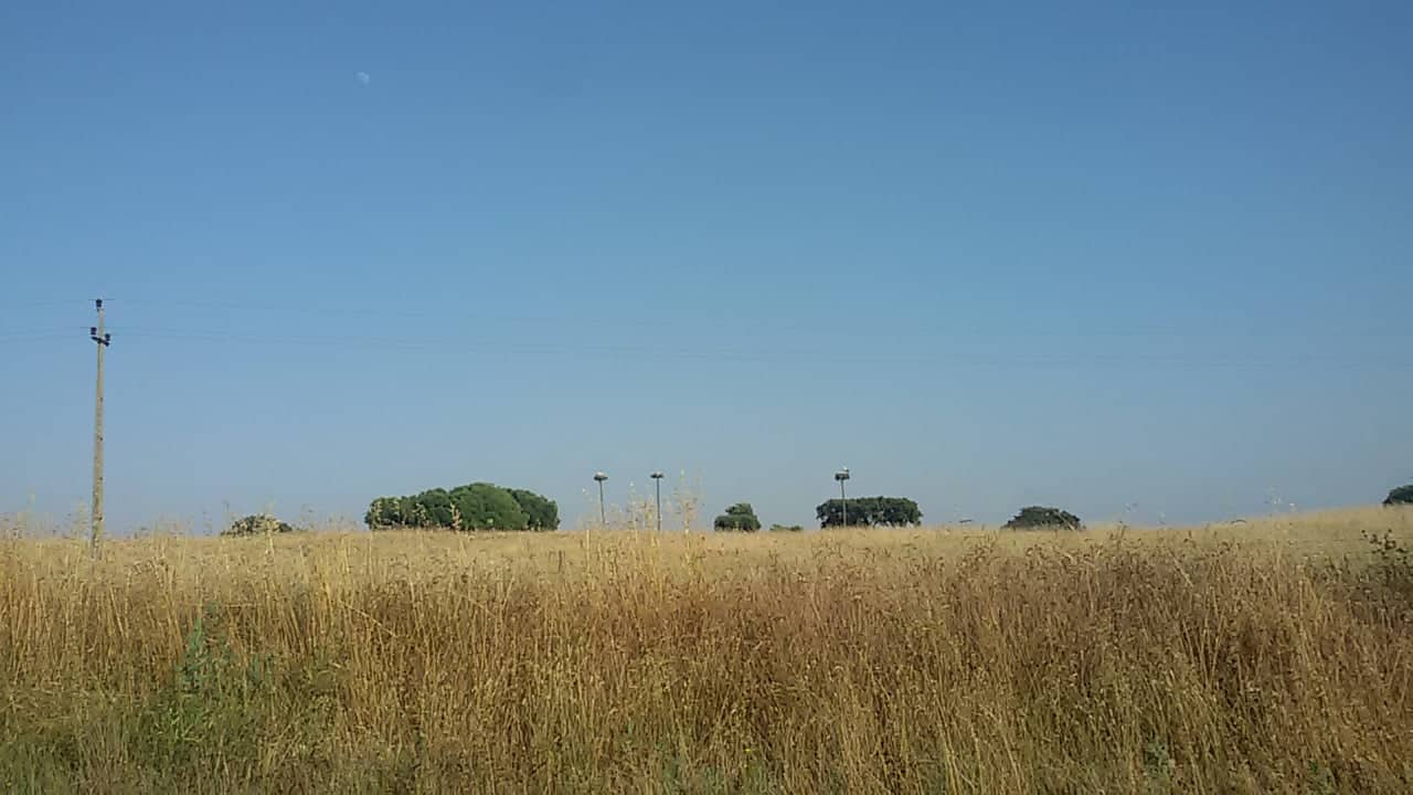 4 storks cork trees and wheat fields quintessential alentejo andre frederico[1]